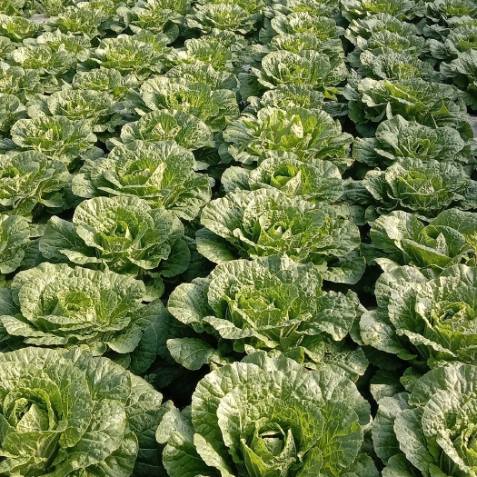 种白菜季节指南：最佳种植时间与技巧解析-会东网