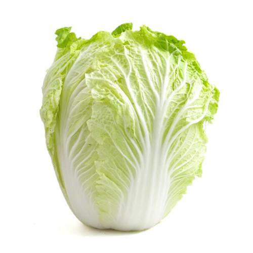 种白菜季节指南：最佳种植时间与技巧解析插图2