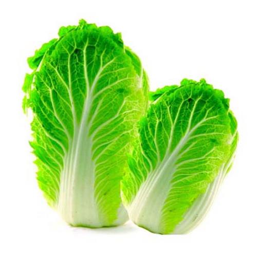 白菜仔怎么种？手把手教你从播种到收获的全过程插图2
