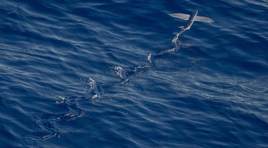 Meta智能体Muse上线13天被亚马逊拉黑：个人AI助手与平台规则摩擦加剧-会懂网